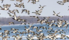 072 HartenAA vogels